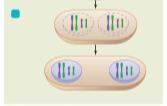 between two nuclei Maintains ploidy of parent nucleus Four phases Prophase Metaphase Anaphase Telophase Mitosis Figure 12.