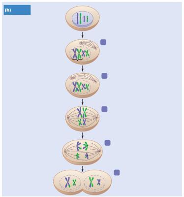 MEIOSIS II MEIOSIS I Reproduction in Eukaryotes Nuclear division Meiosis Nuclear division that partitions chromatids into four nuclei Diploid nuclei produce haploid daughter nuclei