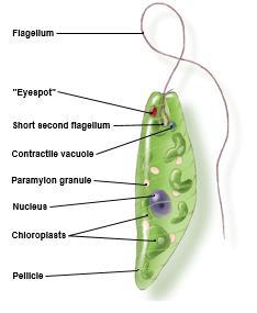 Classification of Euglenozoa Euglenids Photoautotrophic, unicellular microbes with chloroplasts