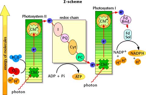 Light-dependent Reactions Image from http://www.biology.arizona.