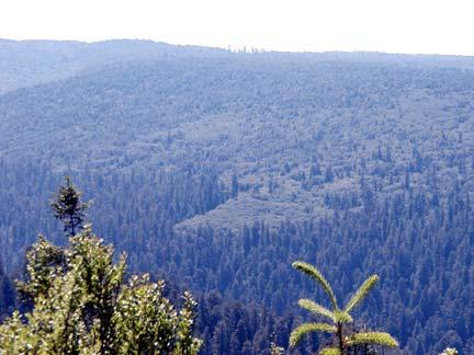 Figure 7 Dark, low albedo of old age redwood stand, next to clear cuts and forest