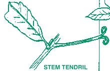 Tendril Examples are