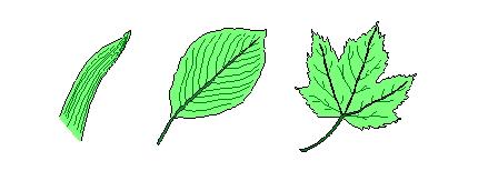 Types of Leaves Simple A