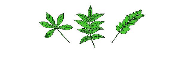 Types of Leaves Compound A compound