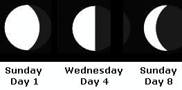 She drew how the Moon looked on day 1, day 4, and day 8. Her drawing is shown in the image below.