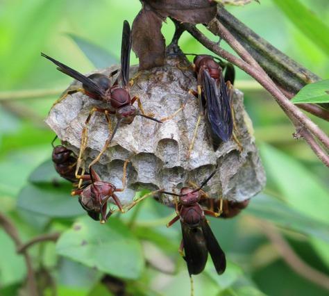 Benefits of cooperative nesting Solitary queen OR two sisters share a nest