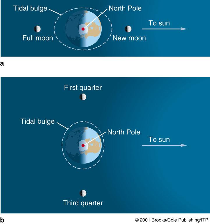 Tides Gravitational pull of moon and Sun