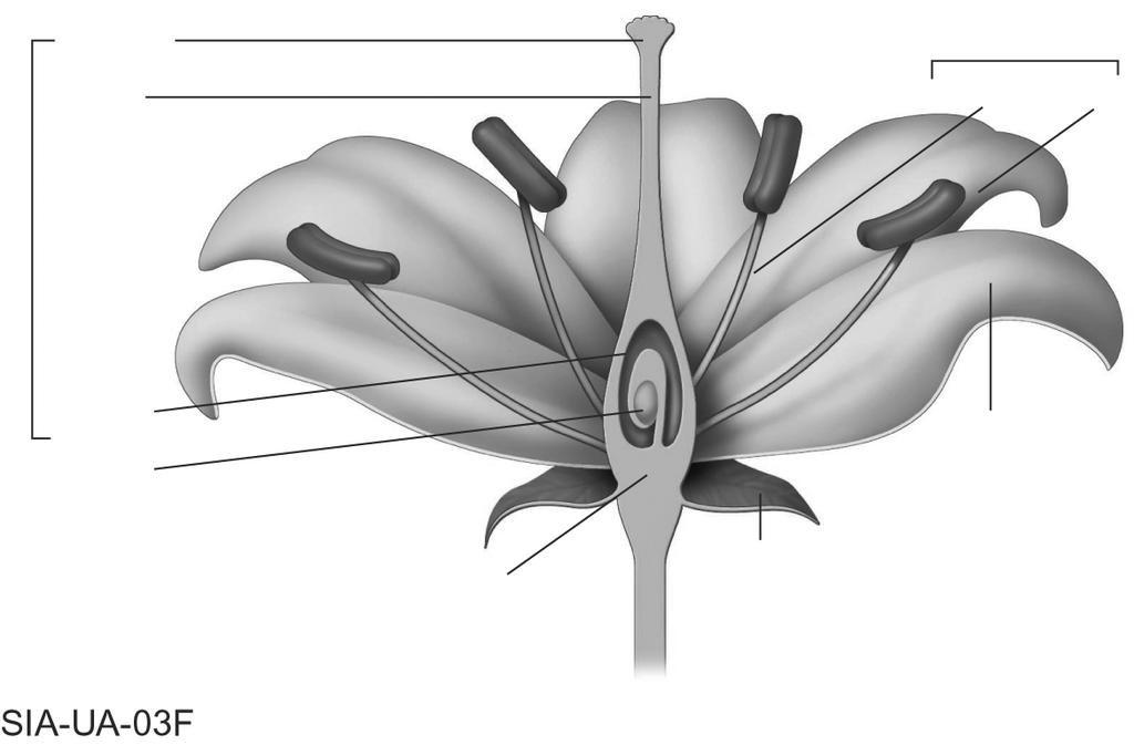22. Label the reproductive structures in the flower below. 23.