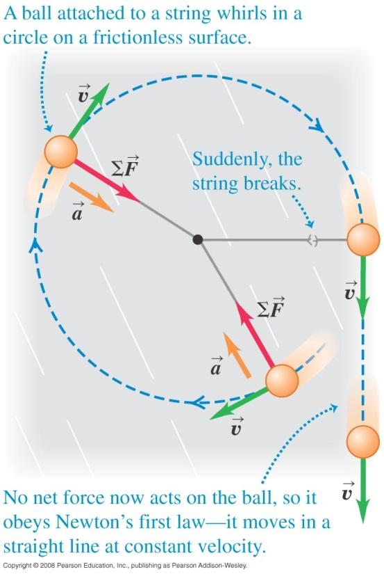 The dynamics of uniform circular motion In uniform circular motion, both the acceleration and force are centripetal.