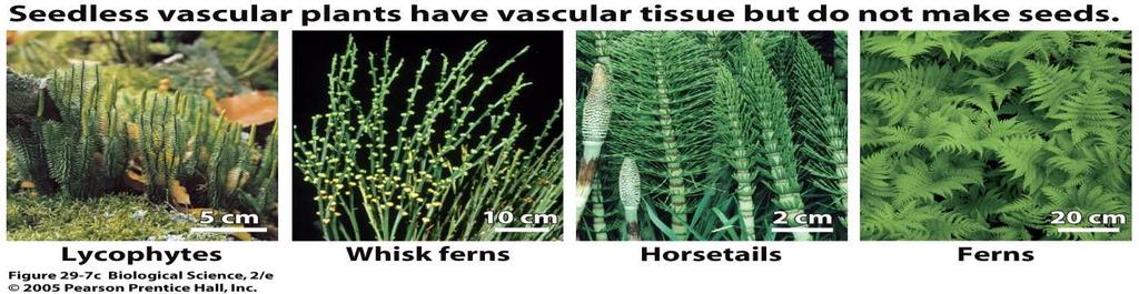 Horsetails, Club Mosses & Whisk Ferns Vascular