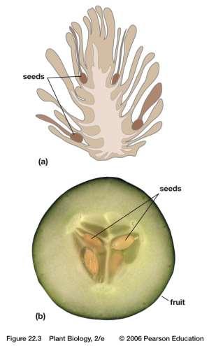 Cycads, Ginkgo & Conifers Naked Seed Vascular tissue, pollen and seeds (by