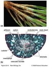 Male gametophyte is pollen Female gametophyte is reduced too Sporophyte
