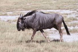 Extension: 18 Wildebeest are cow-like animals with horns. They migrate in herds across Africa in search of the grasses they feed on. Wildebeest are prey for lions.
