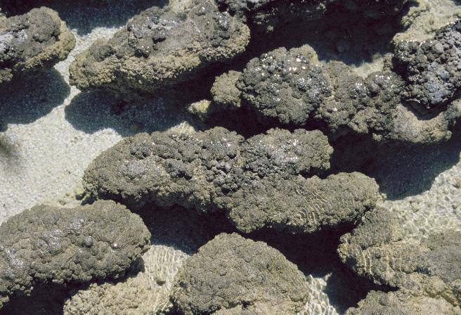 Oxygen Cyanobacteria (e.g., the microorganisms comprising stromatolites) and photosynthesis made