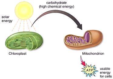 Cellular Energy Review Review chapters 9 & 10 on Cellular respiration & Photosynthesis and answer the accompanying questions.