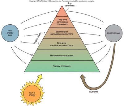 Trophic Levels and Trophic Pyramids   Trophic Levels and Trophic Pyramids The Ocean Food Web Plant, animal and bacterial populations are dependent on the recycling of nutrients