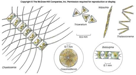 Diatoms - important siliceous sediment contributors, produce up to 60% of O 2 on the