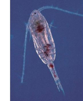 Copepod Fun Facts: Copepod means oared foot Most numerous group of animals on earth; can be anywhere from 500,000 to 1 million/square meter of seawater Fastest animals on earth; can swim 500 body