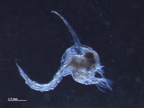 Phylum Sarcodina - single cell organisms 1. Foraminifera (Forams) - important calcareous sediment producers 2. Radiolaria (Rads) - important siliceous sediment producers III.