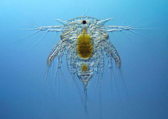 Dinoflagellates - not important sediment contributors ~50% are autotrophic, and ~50% heterotrophic, some are both, usually considered phytoplankton Marine barnacle larva ZOOPLANKTON: II.