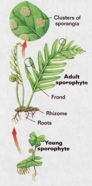2.3 Gymnosperms Gymnosperms or conifers are plants with vascular tissues, and flowers, but without fruits. They are trees or shrubs, mostly evergreen and they grow in different climates.