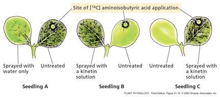 Stimulate Cell division 2. Promote greening, chloroplast development 3.