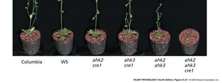 27 Phenotypes of Arabidopsis plants harboring mutations in cytokinin receptors Evidence CRE1 is a