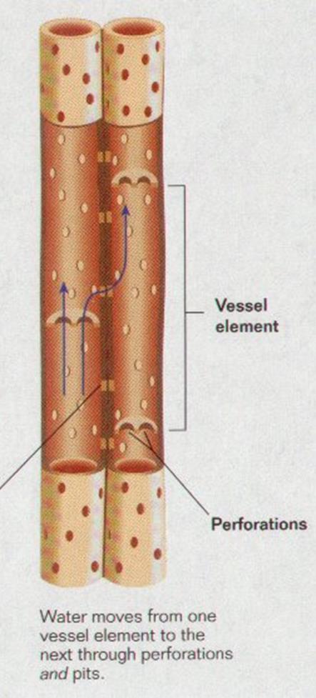 3. Vascular tissue xylem and phloem Xylem tissue moves water and minerals from the roots to the shoots of the
