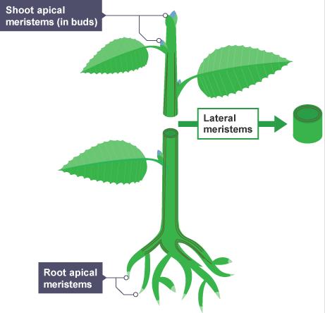 *NOTE - Increased size in plants results from rapid