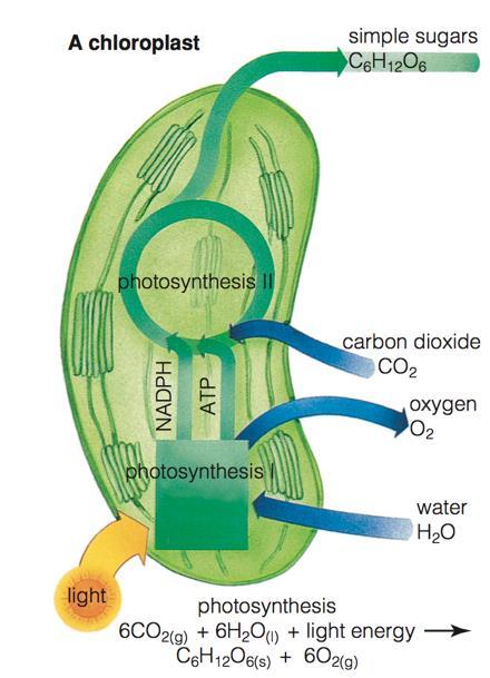 The Leaf and Photosynthesis The chloroplast is the organelle where photosynthesis reactions take place; contains the pigment chlorophyll that absorbs light energy