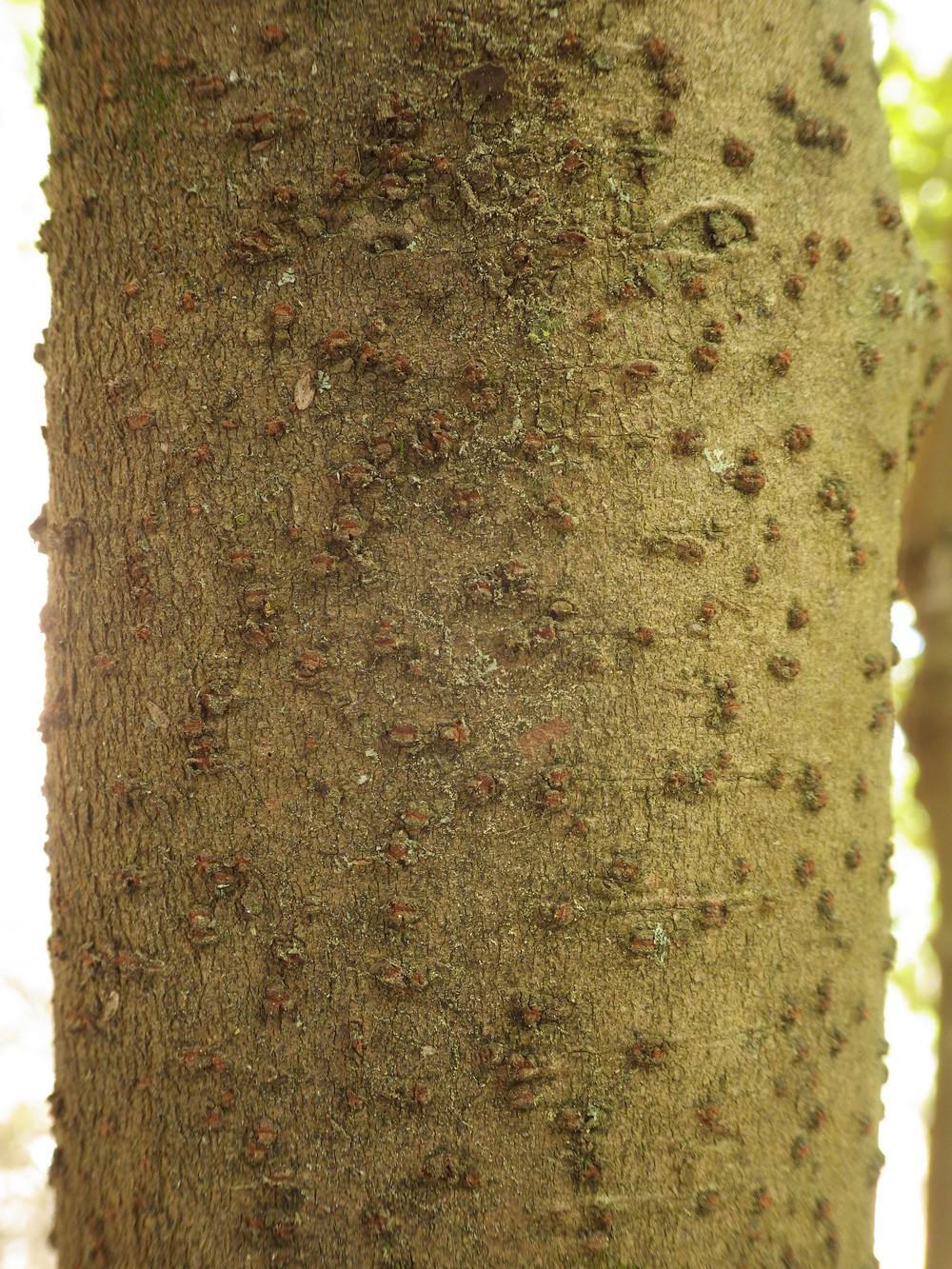 In woody plants the epidermis is replaced by bark or cork, so gas