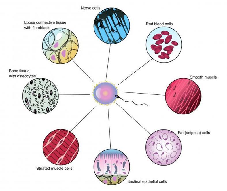 These specialized cells form tissues and
