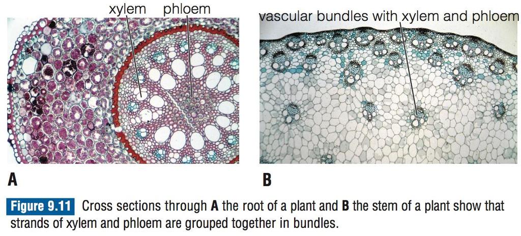 Vascular tissue Xylem and phloem are arranged in vascular bundles that extend throughout the plant and branch into finer veins within the spongy mesophyll.
