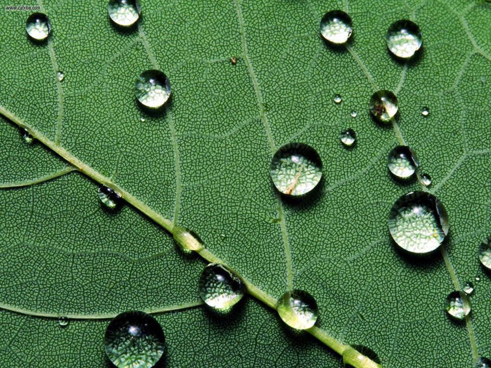 Water Transport in Plants Cohesion: the tendency for water molecules to stick together