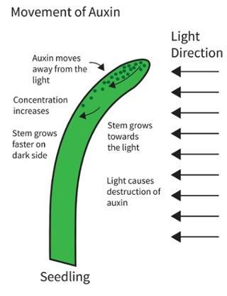 Auxin moves to the darker side of the plant, causing the