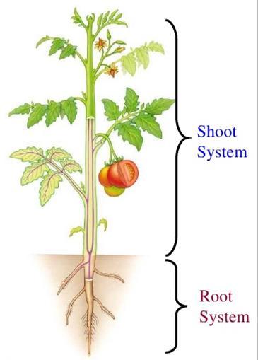Plant Structure Plants have two main organ systems: 1. Shoot system everything that is above the ground.