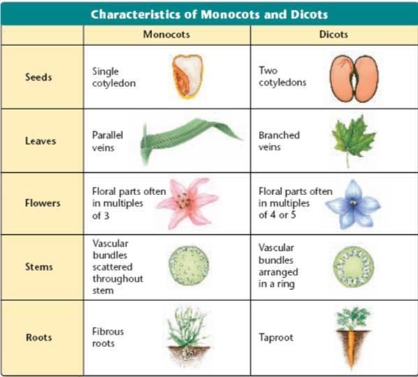 Diversity of Angiosperms 1.