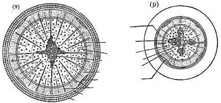 6.10c) but later becomes circular due to over production of secondary xylem tissue inner to primary phloem (Fig. 6.11a).