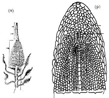 In the maize root tip, Clowes (1958) discovered a central cup-like reservoir of inactive cells, lying between the root cap and the active meristematic region, called the Quiescent Centre.