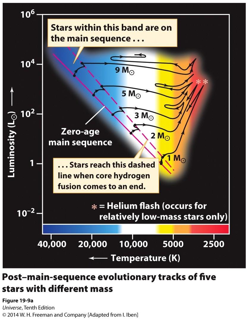 H-R Diagrams and Red Giant Evolution This zero age main sequence (ZAMS) H-R diagram shows what various mass stars do when they the have exhausted the hydrogen in their cores and leave the main