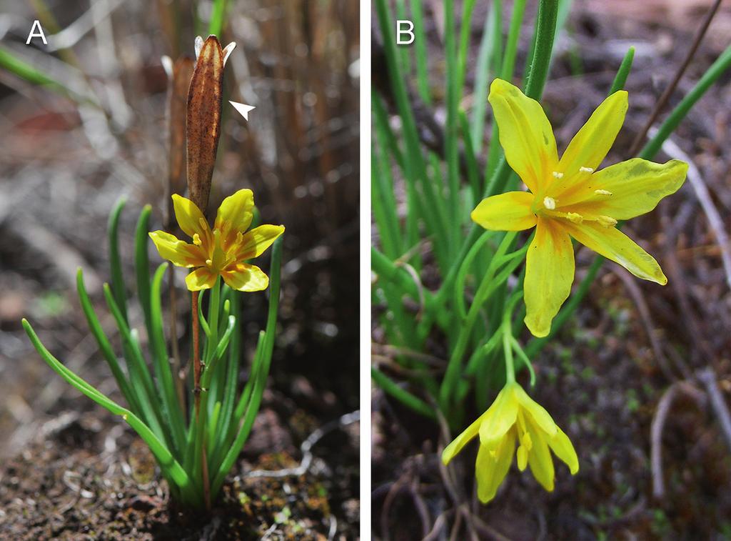 Y. Niu et al. / Plant Diversity 39 (17) 187e193 189 Fig. 1. ermaphroditic (A) and male (B) flowers of Lloydia oxycarpa in its natural habitat.