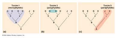 Taxa vs. Clades Domains are divided in smaller groupings, or clades What is the difference between a taxon and a clade?