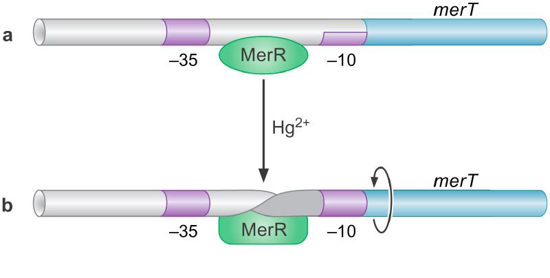 Allosteric activation: example merc MerR activates transcription by twisting promoter DNA MerR controls a gene called mert, (encodes an enzyme that makes cells resistant to toxic effects of mercury)