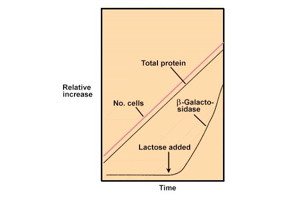 biosynthesis Lactose degradation Repression