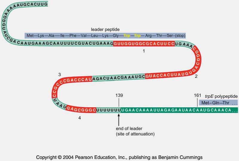 The TRP operon Trp Attenuation 1. Transcription and translation in bacteria are coupled.