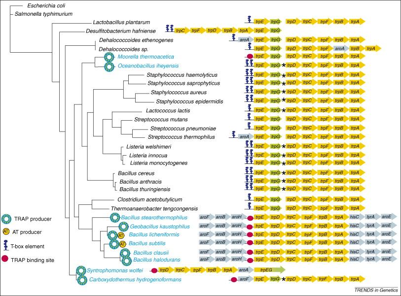 Bioinformatics: different regulatory mechanism used in different bacteria Operon