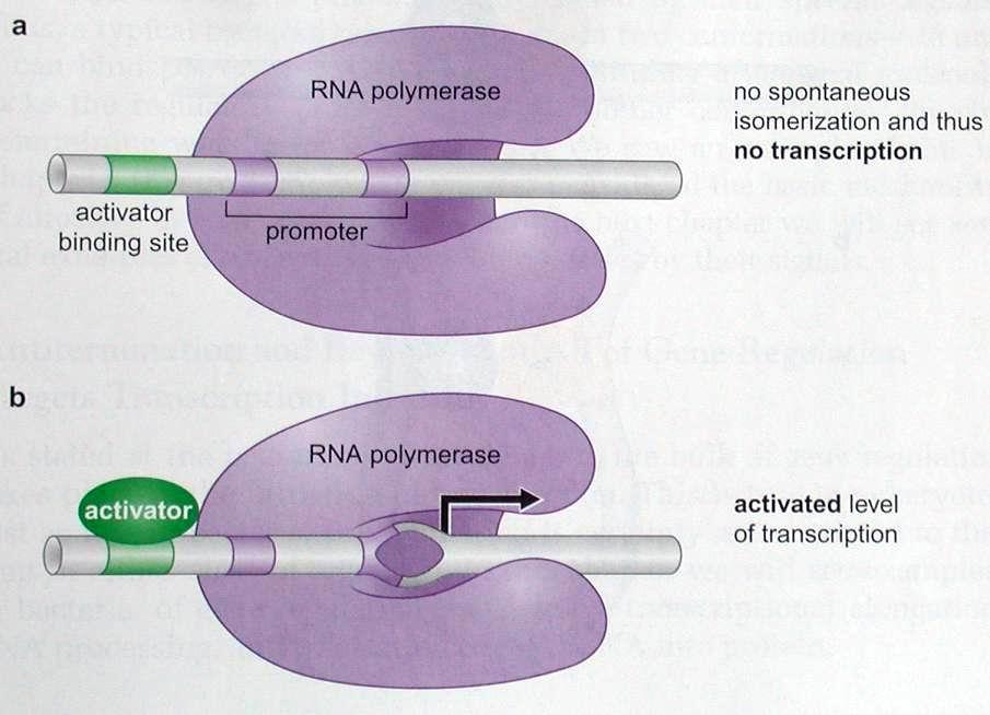Basic mechanisms of regulation of Transcription Initiation Some activators work by Allostery