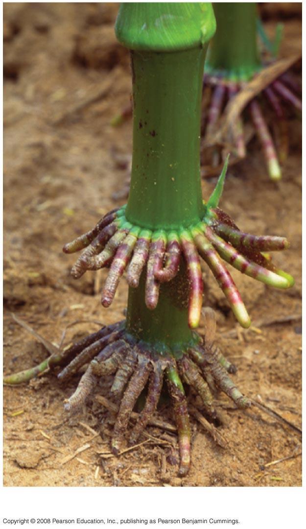 Modified roots Prop roots -