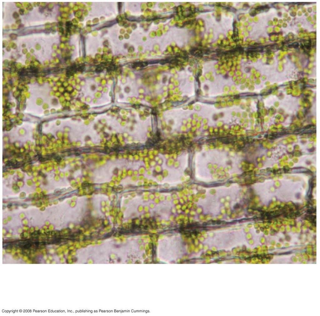 Parenchyma cells in Elodea
