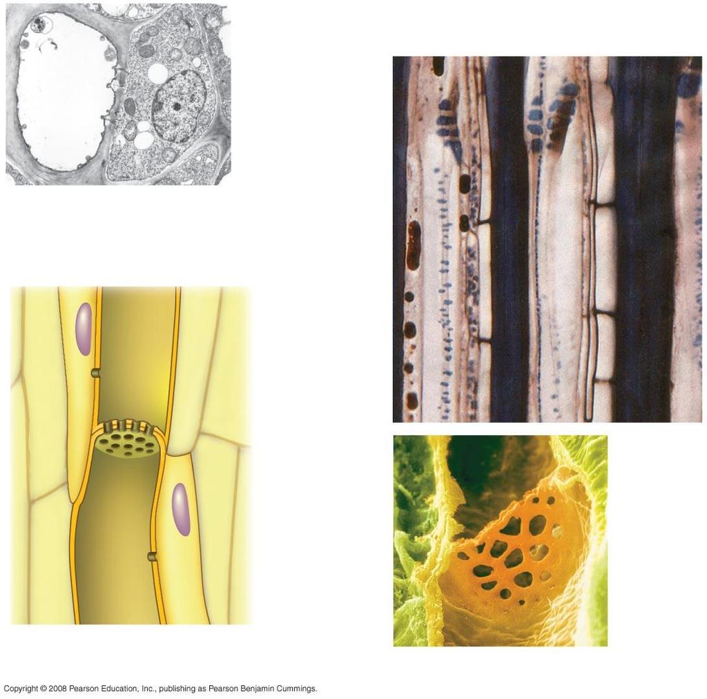Differentiated Plant Cells 3 µm Sieve-tube elements: longitudinal view (LM) Sieve-tube element (left) and companion cell: cross section (TEM) Sieve plate